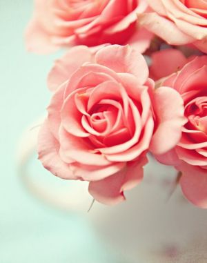 lovely pink roses.jpg